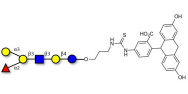 Blood group B antigen hexaose type 1 linked to fluorescein (Linker-FLUO A)