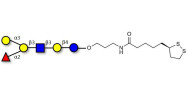 Blood group B antigen hexaose type 1 with cyclic di-thiol (Linker-LIPO A)