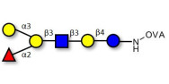 Blood group B antigen hexaose type 1 grafted on OVA