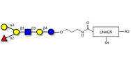 Blood group B antigen hexaose type 1 with customizable dual functionalization 