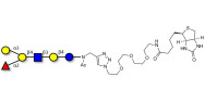 Blood group B antigen hexaose type 2 linked to biotin (Linker-BT A)