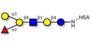 Blood group B antigen hexaose type 2 grafted on HSA
