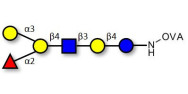 Blood group B antigen hexaose type 2 grafted on OVA