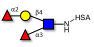 Lewis y (Ley) tetraose grafted on HSA