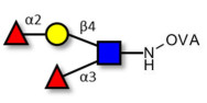 Lewis y (Ley) tetraose grafted on OVA