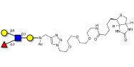 Lewis x (Lex) tetraose linked to biotin (Linker-BT A)
