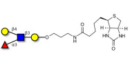 Lewis x (Lex) tetraose linked to biotin (Linker-BT B)
