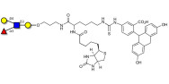 Lewis x (Lex) tetraose linked to biotin and fluorescein (Linker-BT-FLUO A)