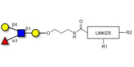 Lewis x (Lex) tetraose with customizable dual functionalization 
