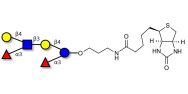 Lewis x (Lex) hexaose / Lacto-N-neodifucohexaose (LNnDFH) linked to biotin (Linker-BT B)