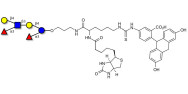 Lewis x (Lex) hexaose / Lacto-N-neodifucohexaose (LNnDFH) linked to biotin and fluorescein (Linker-BT-FLUO A)