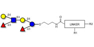 Lewis x (Lex) hexaose / Lacto-N-neodifucohexaose (LNnDFH) with customizable dual functionalization 
