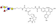 Lewis y (Ley) pentaose linked to biotin and fluorescein (Linker-BT-FLUO A)
