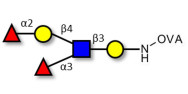 Lewis y (Ley) pentaose grafted on OVA