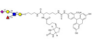 Sialyl Lewis x (sLex) pentaose linked to biotin and fluorescein (Linker-BT-FLUO A)