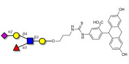 Sialyl Lewis x (sLex) pentaose linked to fluorescein (Linker-FLUO A)