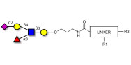 Sialyl Lewis x (sLex) pentaose with customizable dual functionalization 