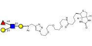 Lewis a (Lea) tetraose linked to biotin (Linker-BT A)