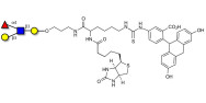 Lewis a (Lea) tetraose linked to biotin and fluorescein (Linker-BT-FLUO A)