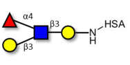 Lewis a (Lea) tetraose grafted on HSA