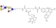 Lewis a (Lea) hexaose / Lacto-N-difucohexaose II (LNDFH II) linked to biotin and fluorescein (Linker-BT-FLUO A)