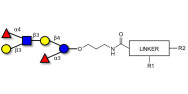 Lewis a (Lea) hexaose / Lacto-N-difucohexaose II (LNDFH II) with customizable dual functionalization 