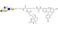 Lewis b (Leb) pentaose linked to biotin and fluorescein (Linker-BT-FLUO A)