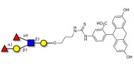 Lewis b (Leb) pentaose linked to fluorescein (Linker-FLUO A)