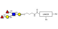 Lewis b (Leb) pentaose with customizable dual functionalization 