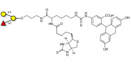 Blood group B antigen triose linked to biotin and fluorescein (Linker-BT-FLUO A)