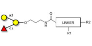 Blood group B antigen triose with customizable dual functionalization 