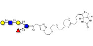 Lacto-N-neofucopentaose V (LNnFP-V) linked to biotin (Linker-BT A)