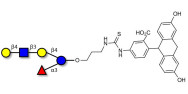 Lacto-N-neofucopentaose V (LNnFP-V) linked to fluorescein (Linker-FLUO A)