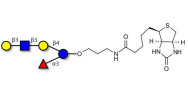 Lacto-N-fucopentaose V (LNFP V) linked to biotin (Linker-BT B)
