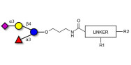 3’-Sialyl-3-Fucosyllactose with customizable dual functionalization 