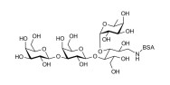 α-3-Galactosyl-3-Fucosyllactose grafted on BSA