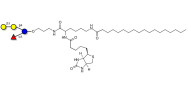 α-3-Galactosyl-3-Fucosyllactose linked to biotin and stearic chain (Linker-BT-STEA A)