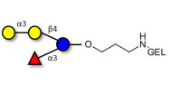 α-3-Galactosyl-3-Fucosyllactose grafted on gel for affinity chromatography (Linker-GEL B)