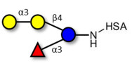 α-3-Galactosyl-3-Fucosyllactose grafted on HSA