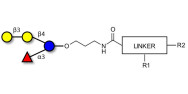 α-3-Galactosyl-3-Fucosyllactose with customizable dual functionalization 