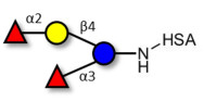 Difucosyllactose (DFL) / Lactodifucotetraose grafted on HSA