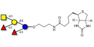 Blood group A pentaose linked to biotin (Linker-BT B)