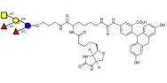 Blood group A pentaose linked to biotin and fluorescein (Linker-BT-FLUO A)