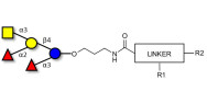 Blood group A pentaose with customizable dual functionalization 