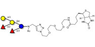 Blood group B pentaose linked to biotin (Linker-BT A)
