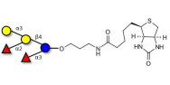 Blood group B pentaose linked to biotin (Linker-BT B)