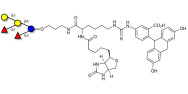 Blood group B pentaose linked to biotin and fluorescein (Linker-BT-FLUO A)
