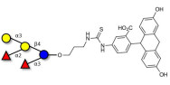 Blood group B pentaose linked to fluorescein (Linker-FLUO A)