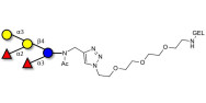 Blood group B pentaose grafted on gel for affinity chromatography (Linker-GEL A)