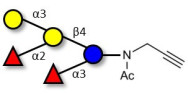 Blood group B pentaose with terminal alkyne (Linker-CΞCH A)